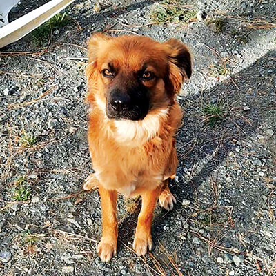 Looking for a home